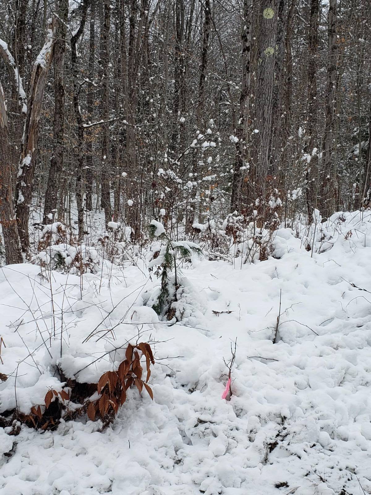 #10 photo, 311 Stewart Landing Rd, Stratford , NY 13470