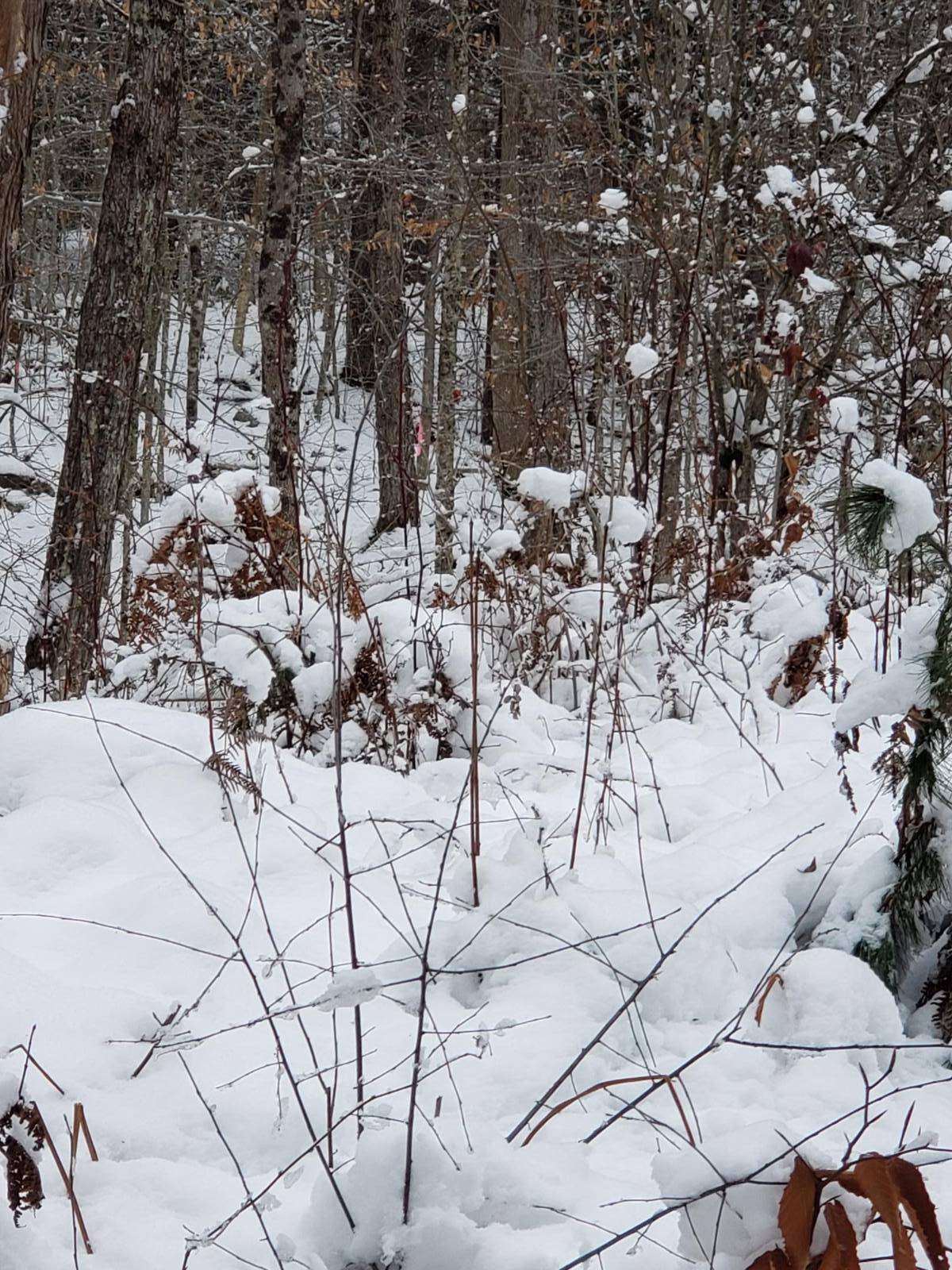 #11 photo, 311 Stewart Landing Rd, Stratford , NY 13470