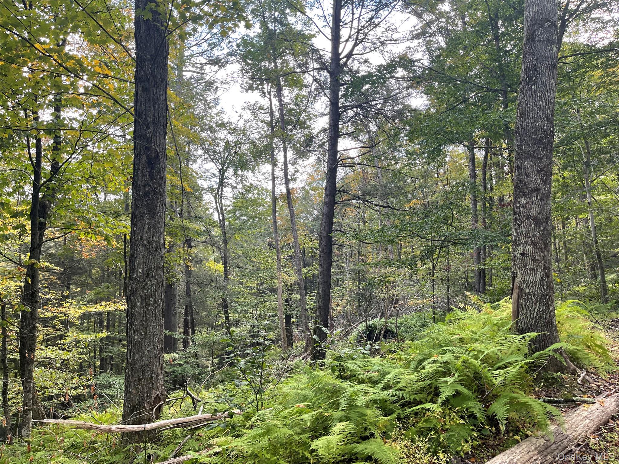 #3 photo, Carcass Brook Spur, Hancock , NY 13783