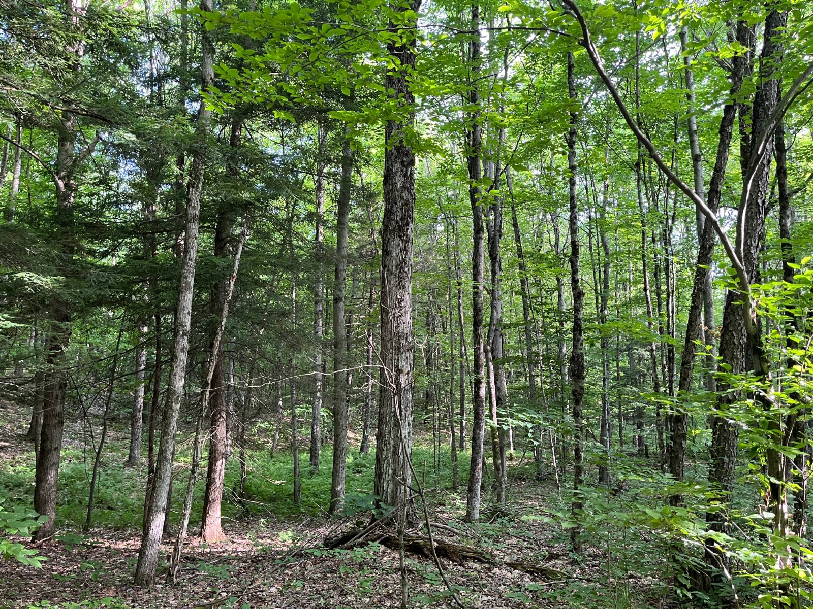 #13 photo, 00 Stone Rd, Pitcairn , NY 13648