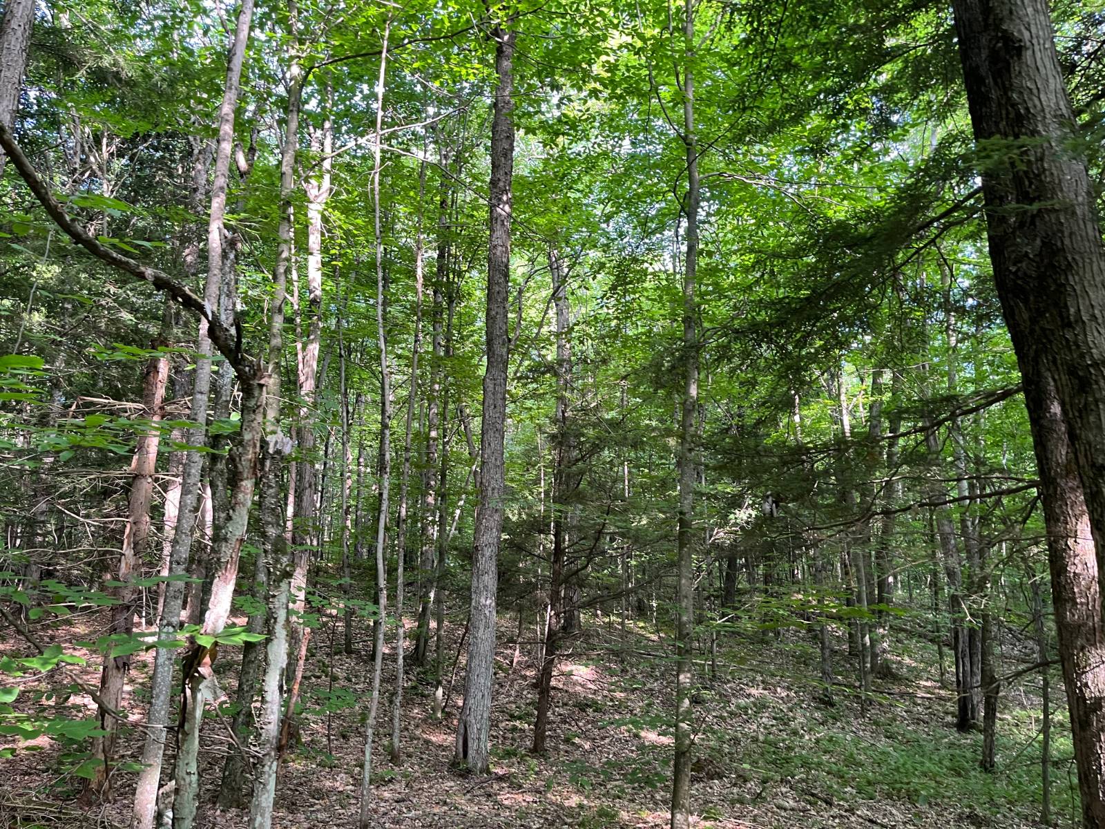 #14 photo, 00 Stone Rd, Pitcairn , NY 13648