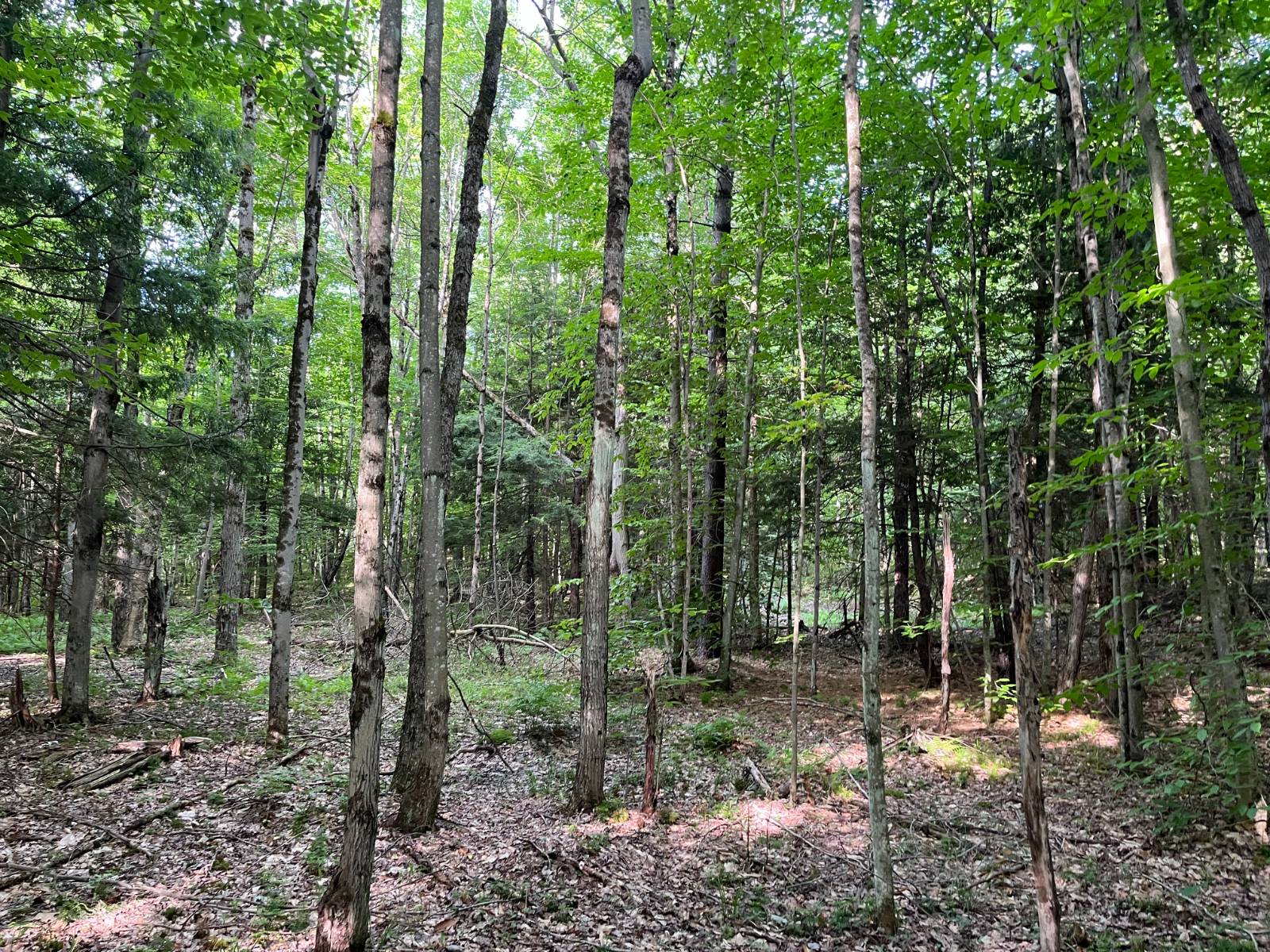 #15 photo, 00 Stone Rd, Pitcairn , NY 13648