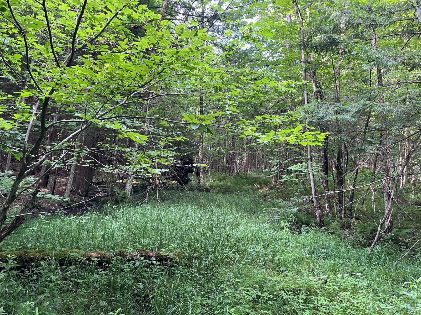 #16 photo, 00 Stone Rd, Pitcairn , NY 13648