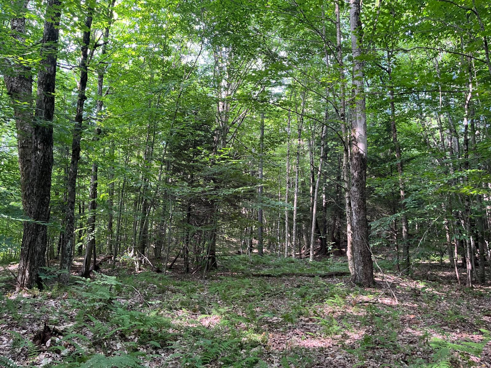 #17 photo, 00 Stone Rd, Pitcairn , NY 13648