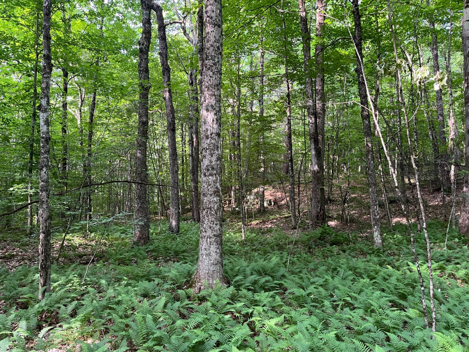 #19 photo, 00 Stone Rd, Pitcairn , NY 13648