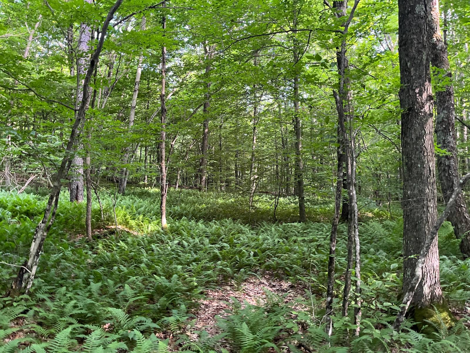 #20 photo, 00 Stone Rd, Pitcairn , NY 13648