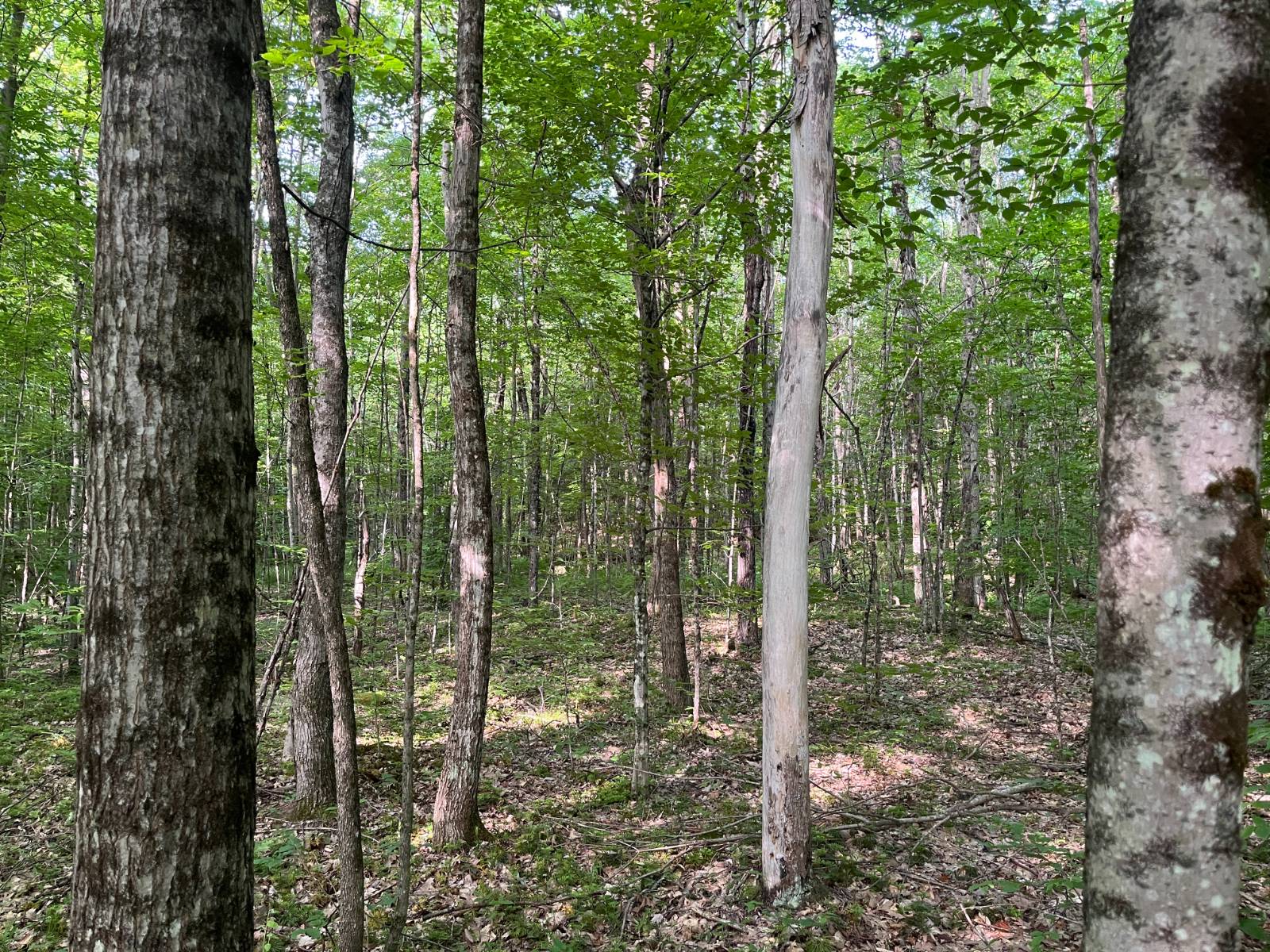 #21 photo, 00 Stone Rd, Pitcairn , NY 13648