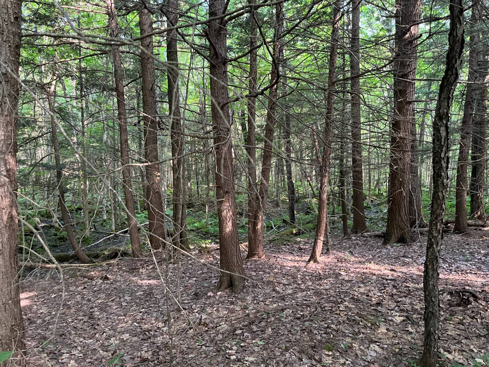 #22 photo, 00 Stone Rd, Pitcairn , NY 13648