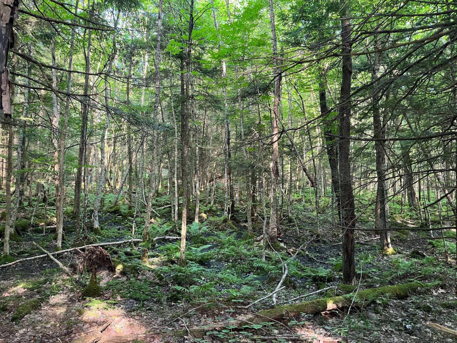 #23 photo, 00 Stone Rd, Pitcairn , NY 13648