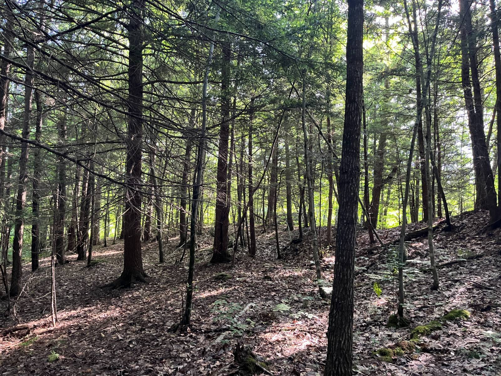 #24 photo, 00 Stone Rd, Pitcairn , NY 13648