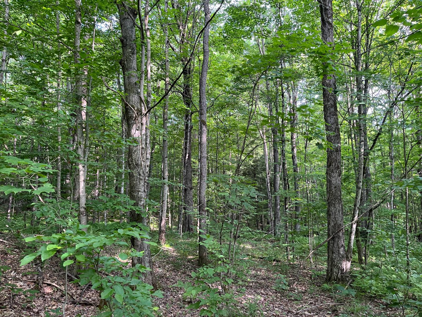 #6 photo, 00 Stone Rd, Pitcairn , NY 13648