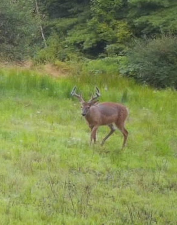 #5 photo, 100 W Judd Rd, Windsor , NY 13865