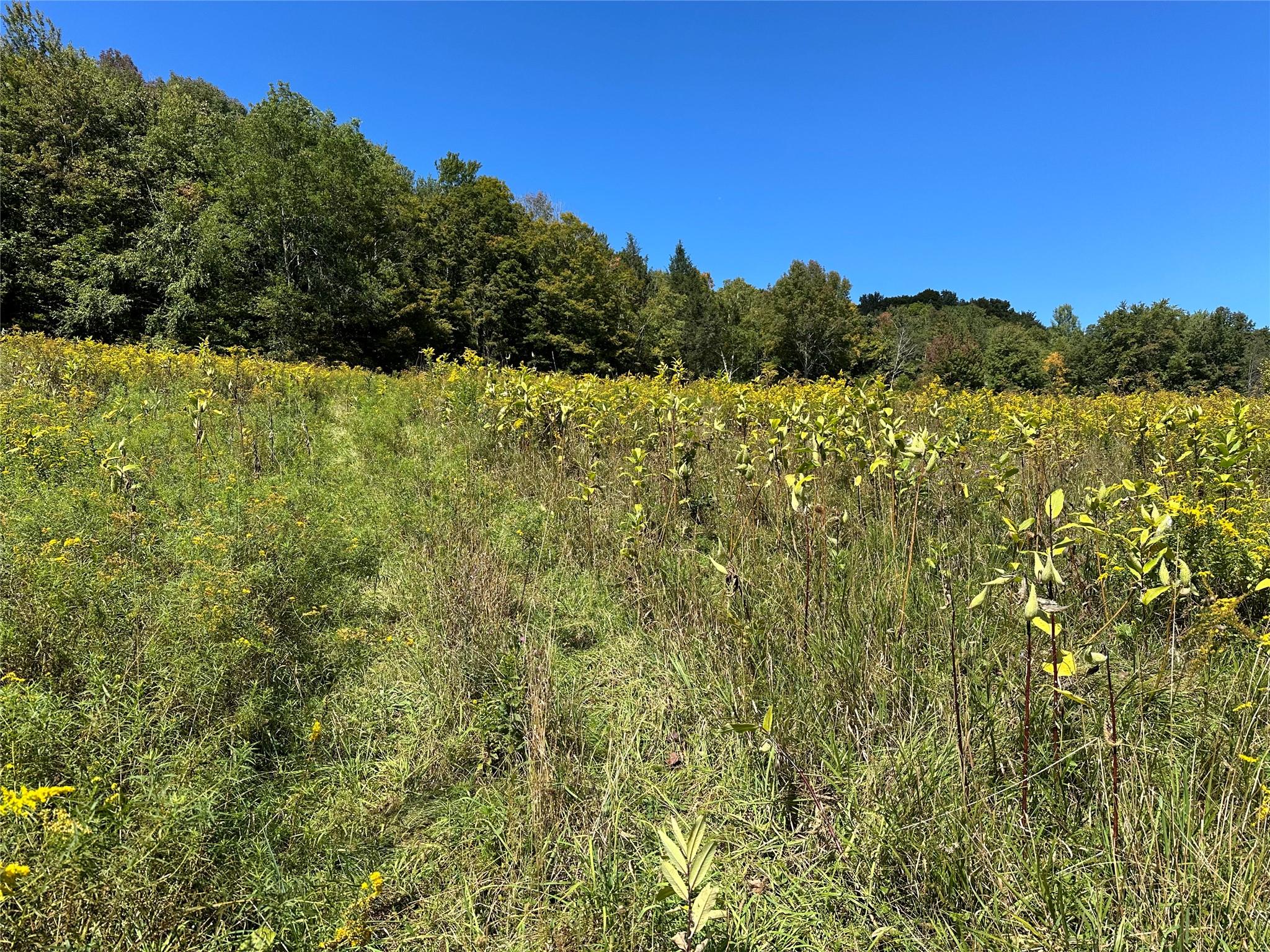 #2 photo, Todd Mt, Arkville , NY 