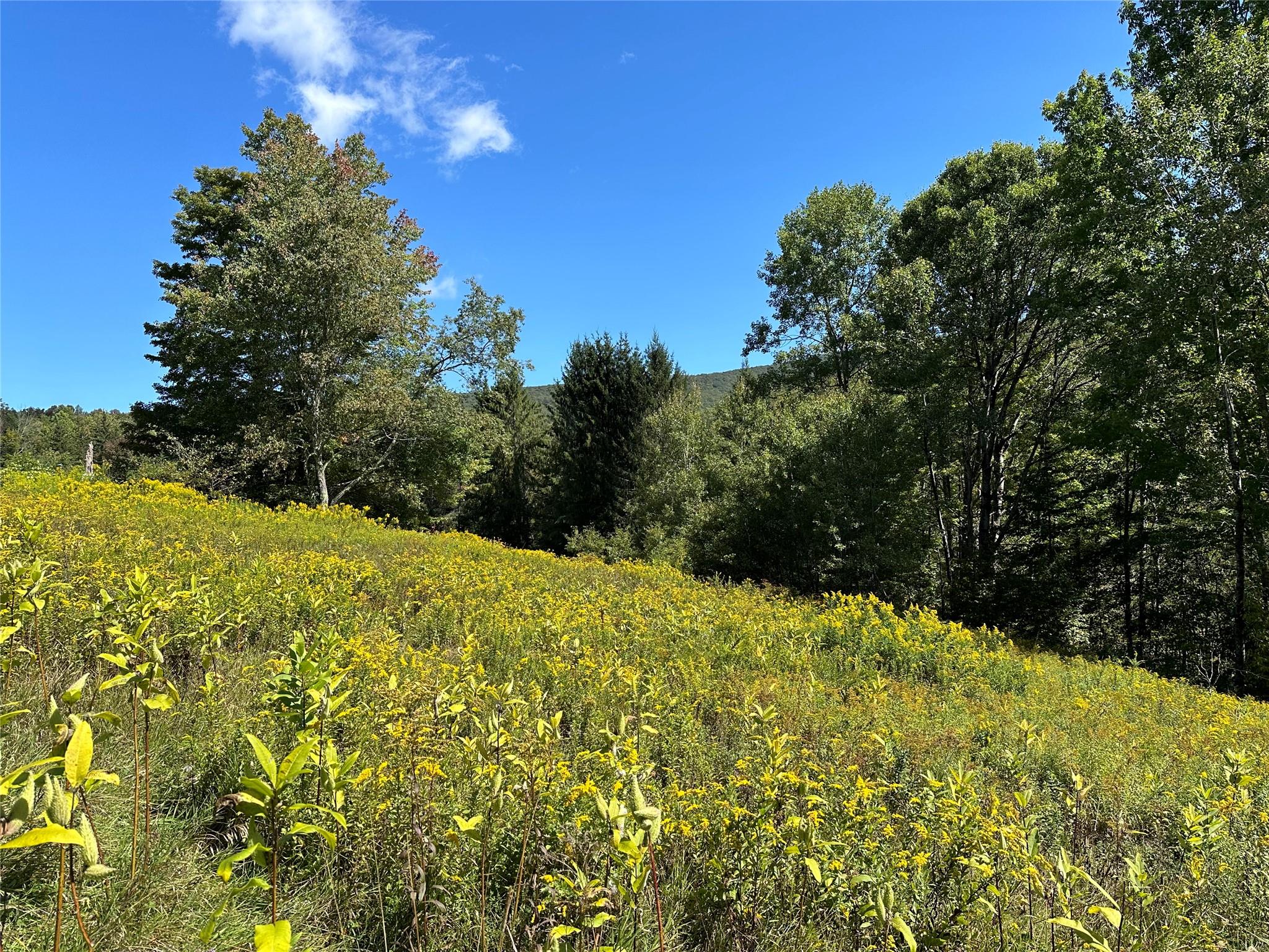 #3 photo, Todd Mt, Arkville , NY 