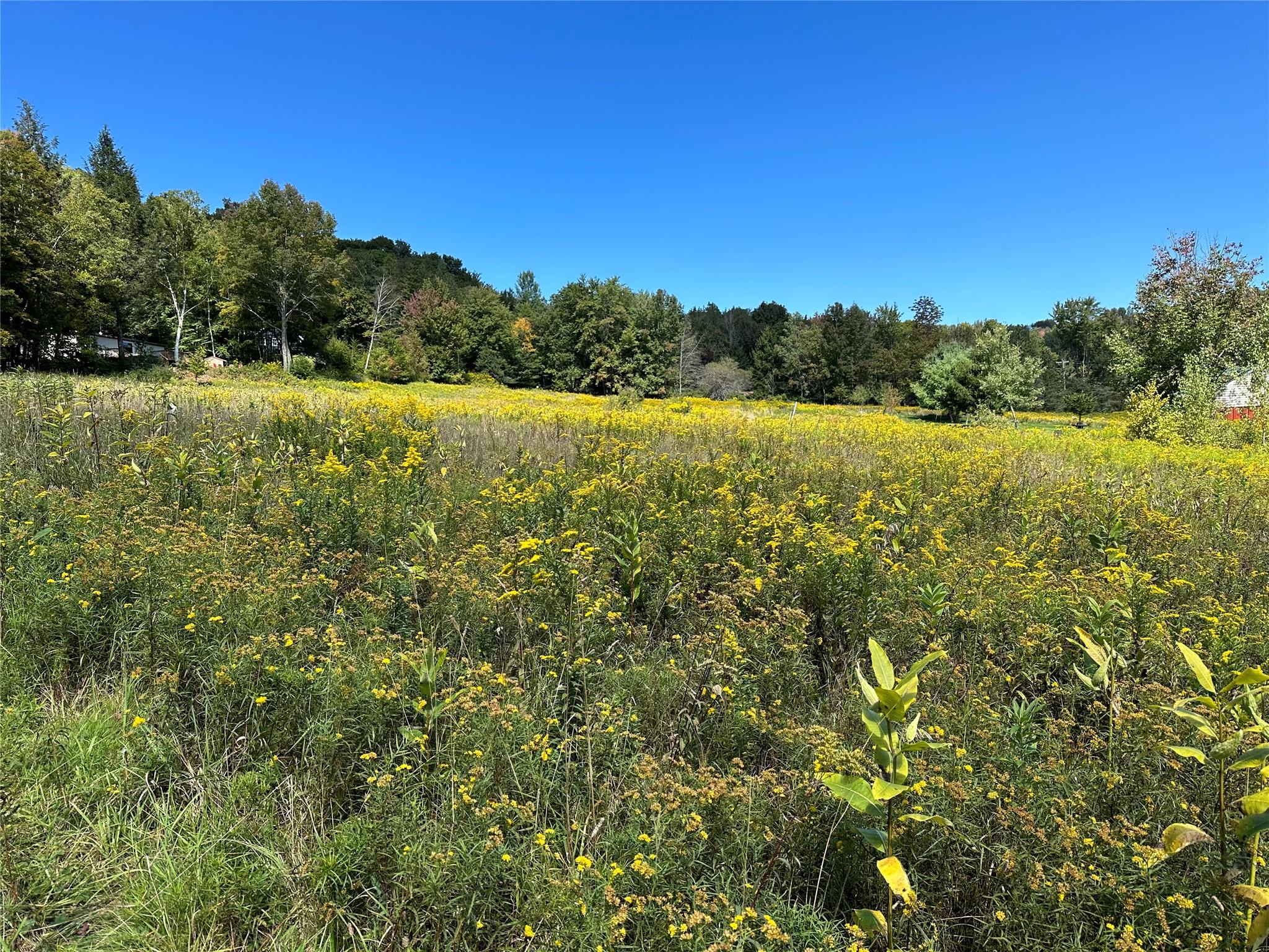 #4 photo, Todd Mt, Arkville , NY 