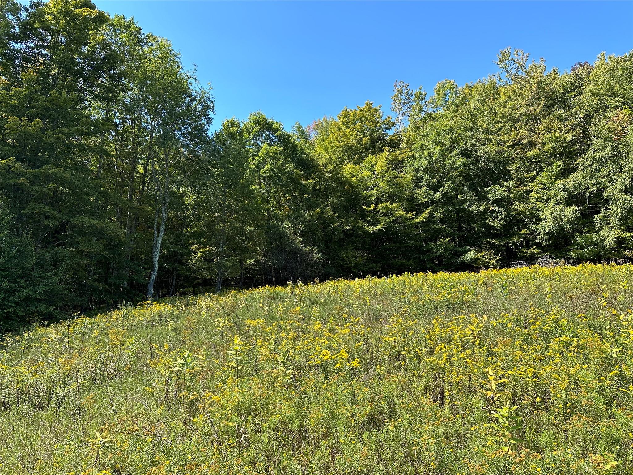 #6 photo, Todd Mt, Arkville , NY 