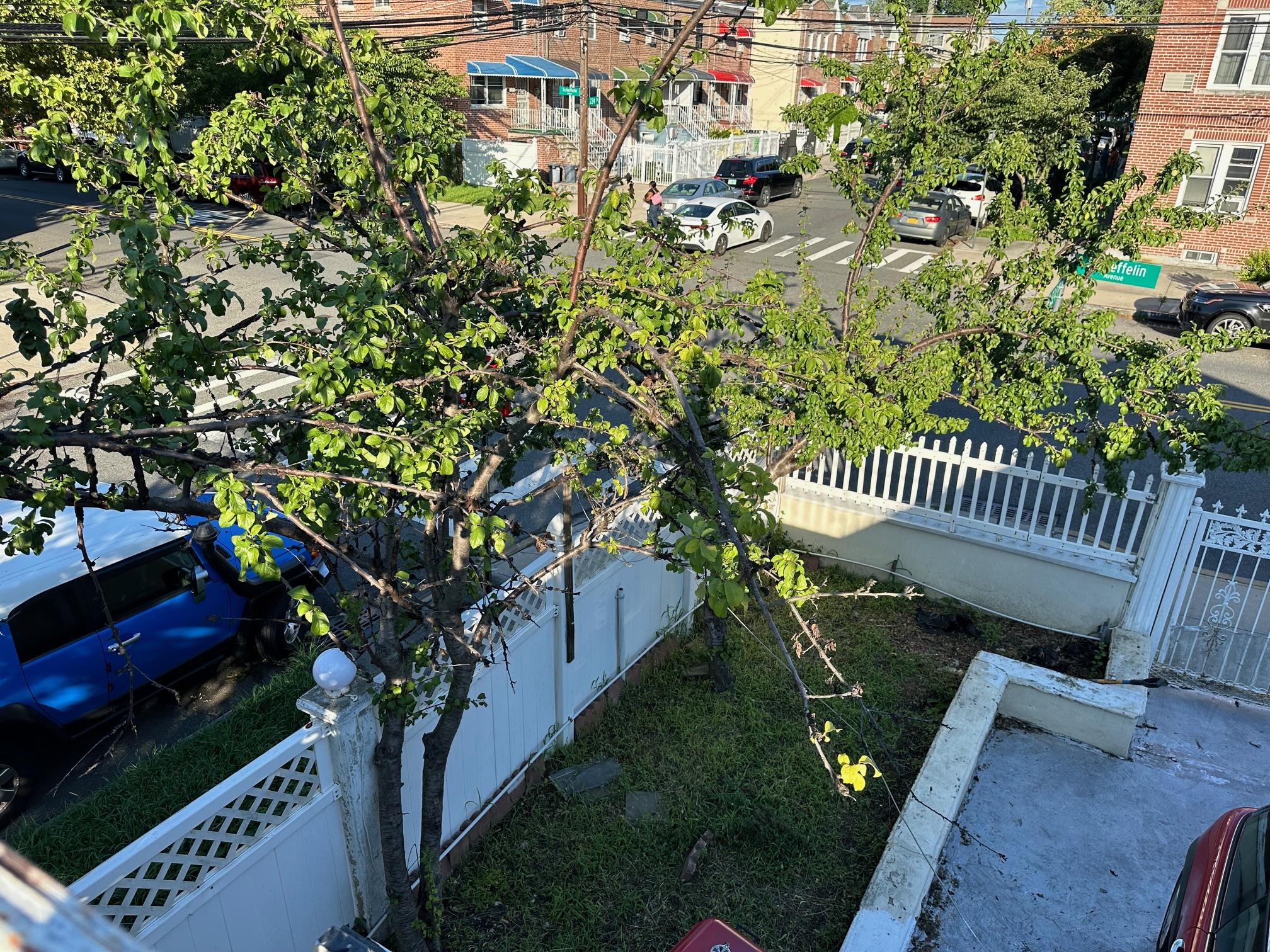 #16 photo, 1817 Schieffelin Avenue, ブロンクス区 Bronx , NY 10466