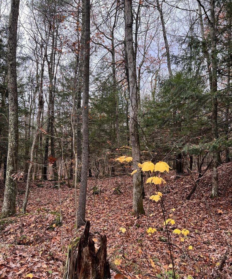 #14 photo, 91 Laurie Lane, Call Listing Agent , NY 12413