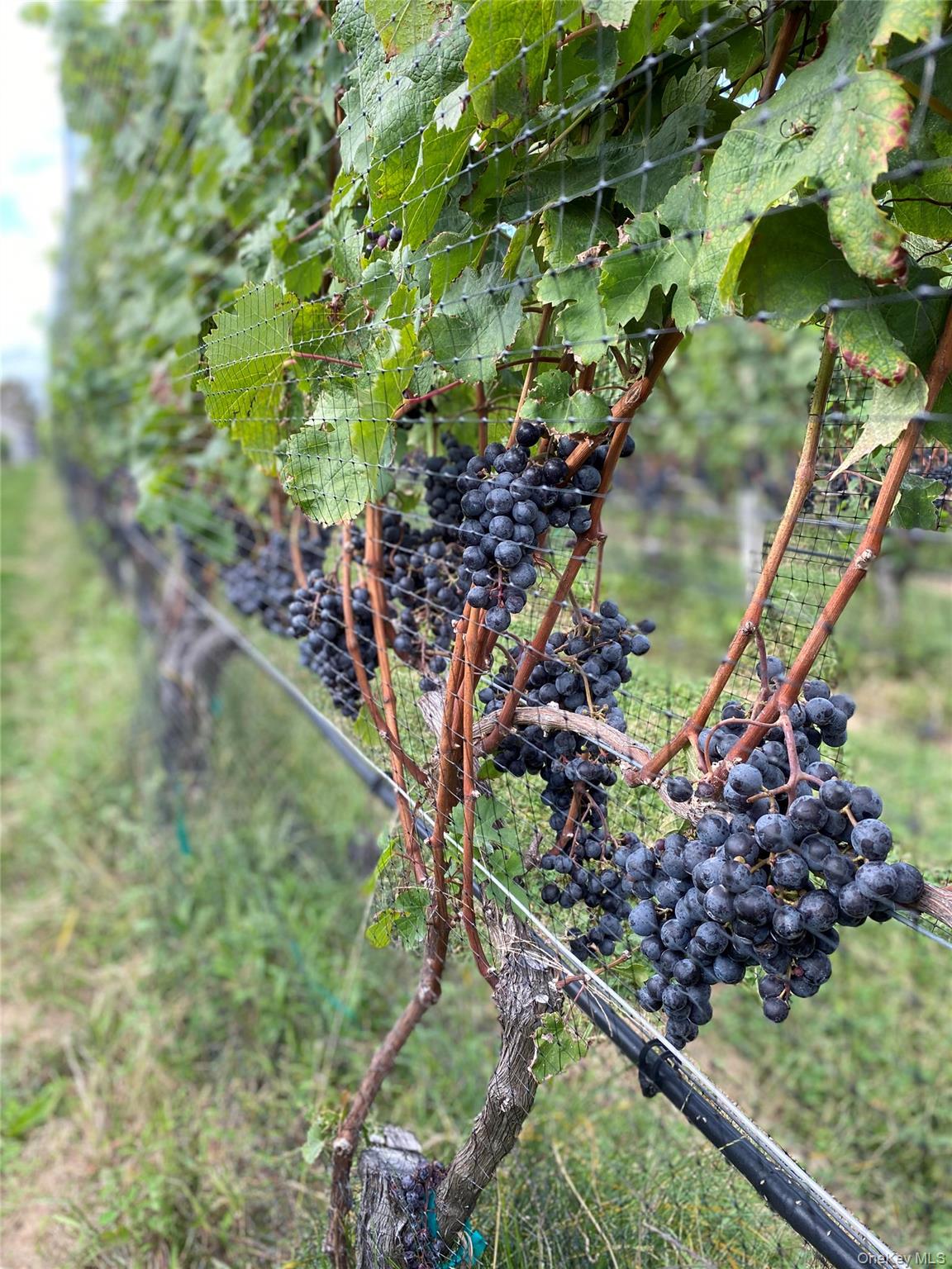 #2 photo, 6094 Sound Avenue, サフォーク郡 Jamesport , NY 11947