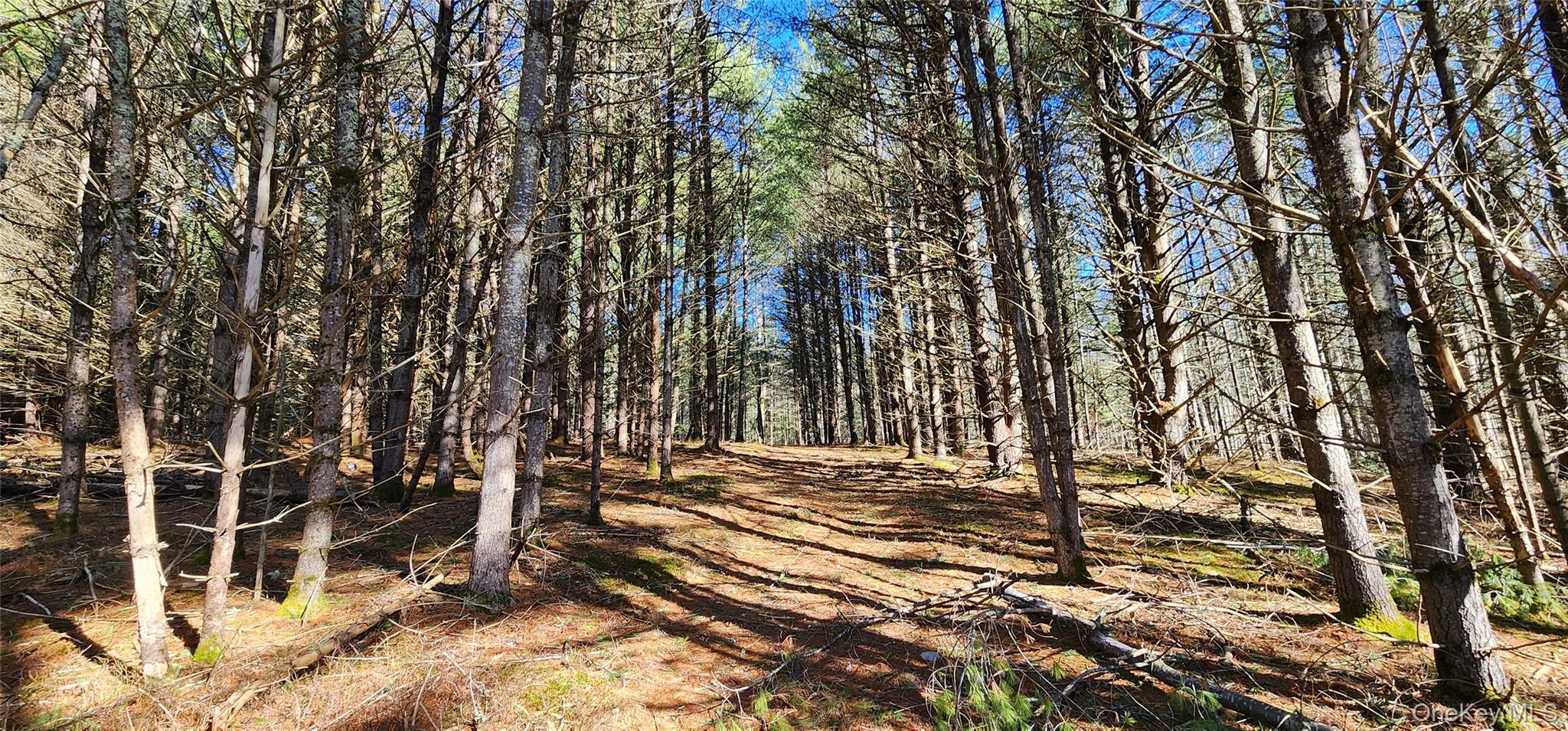 #15 photo, Stag Forest Road, Forestburgh , NY 12777