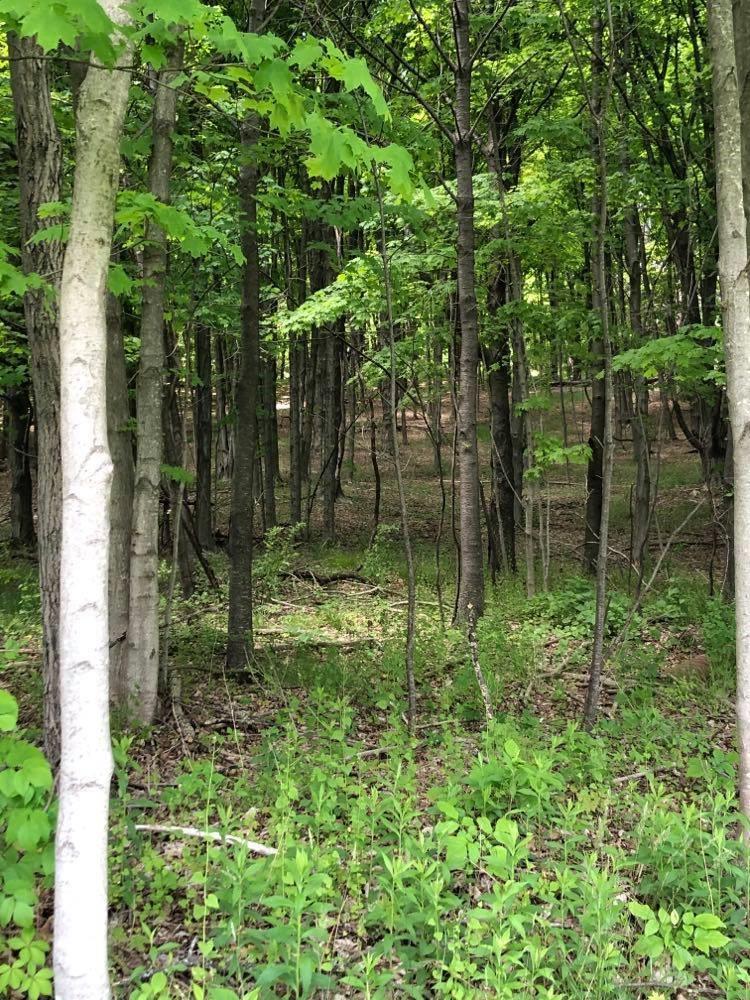 #7 photo, 84 Mountain Road, Bloomingburg , NY 12721