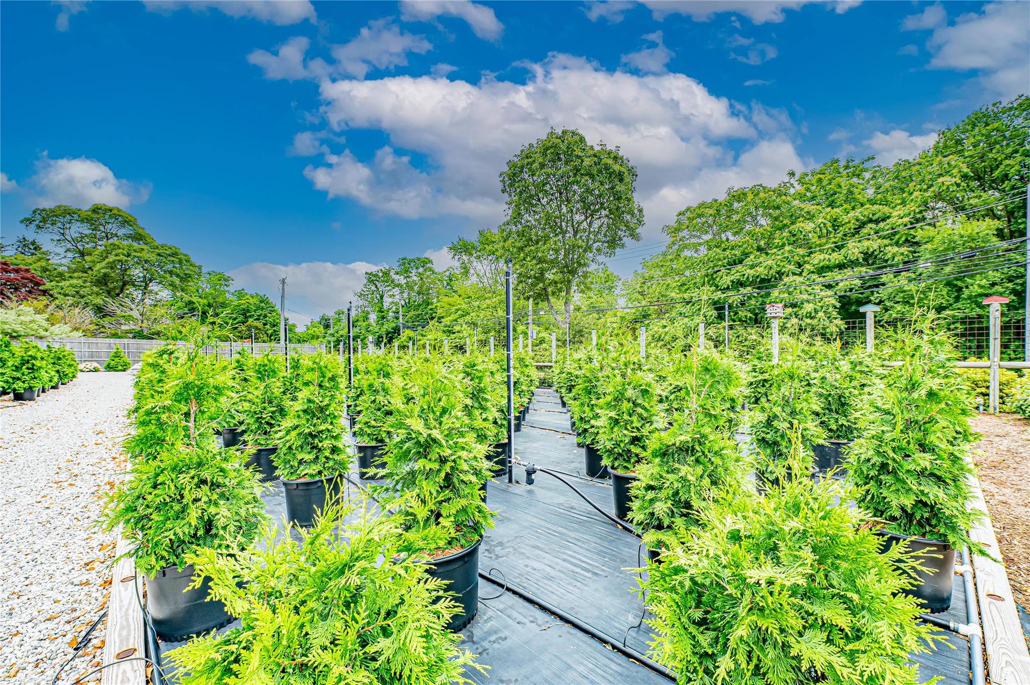 #14 photo, 185-191 N Country Road, サフォーク郡 Mount Sinai , NY 11766