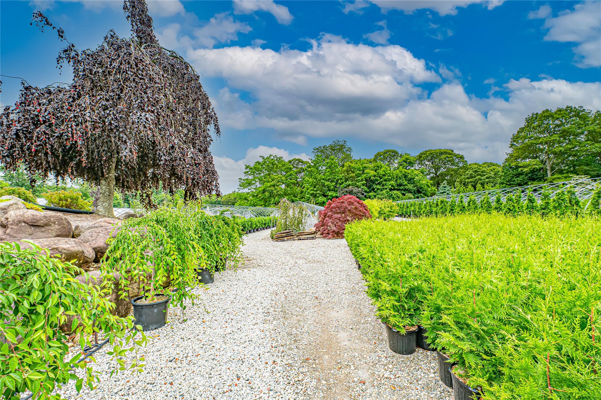 #19 photo, 185-191 N Country Road, サフォーク郡 Mount Sinai , NY 11766