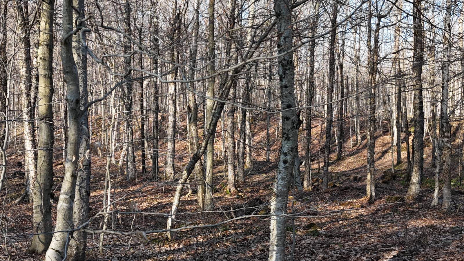 #14 photo, 00 Jackson Rd, Osceola , NY 13437