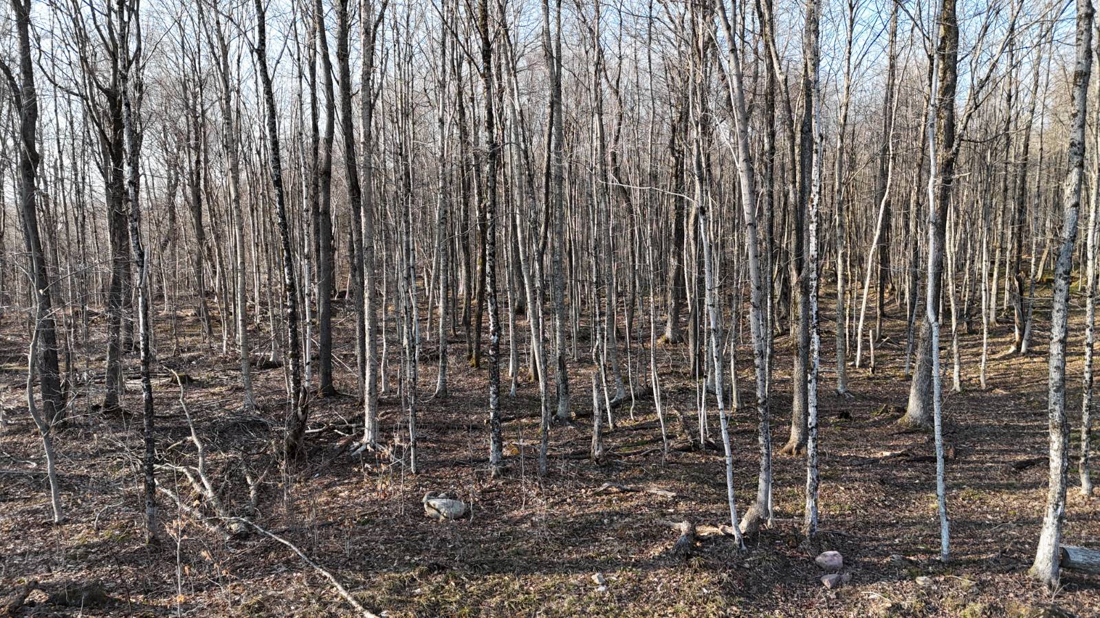 #16 photo, 00 Jackson Rd, Osceola , NY 13437