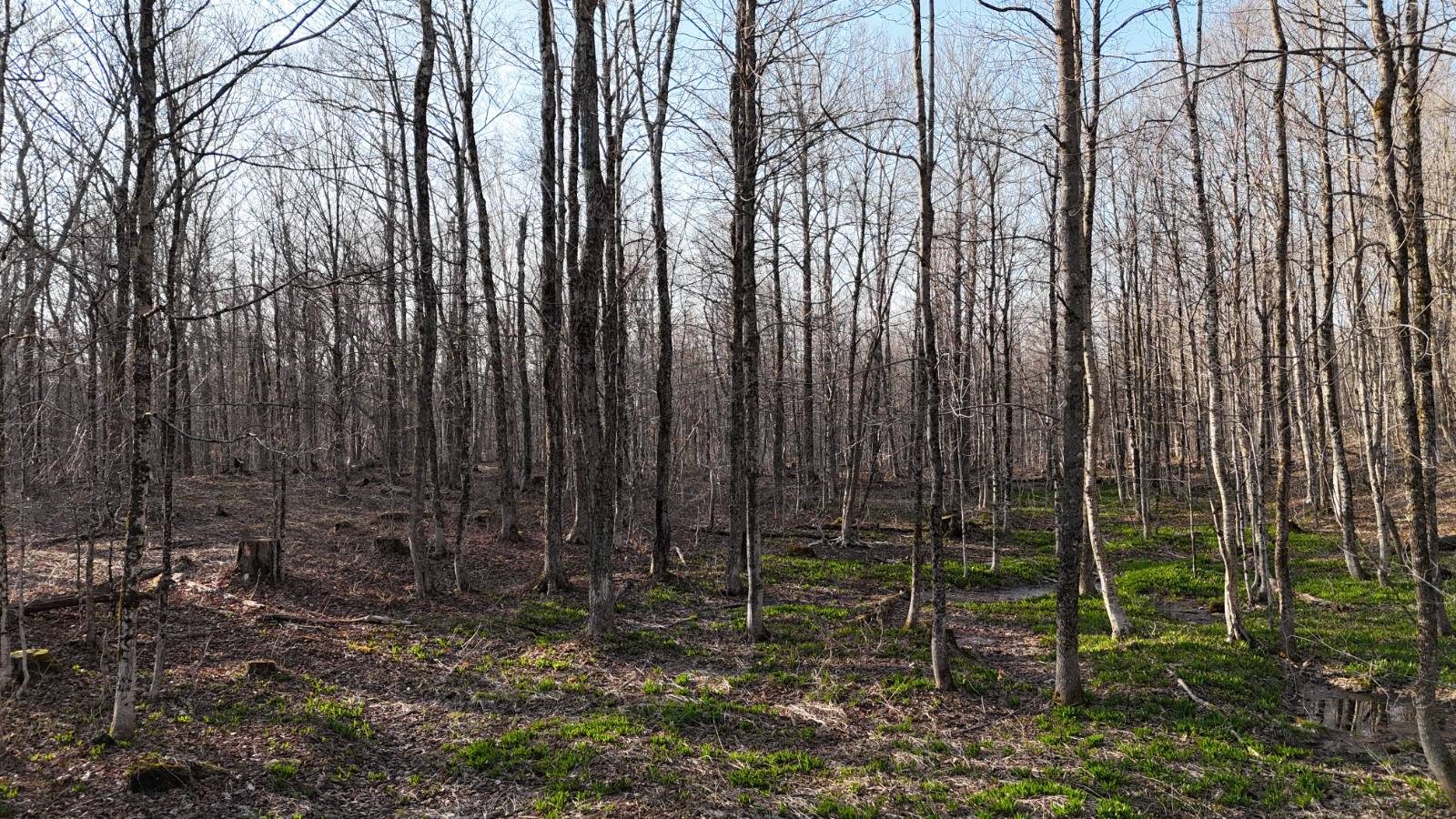 #24 photo, 00 Jackson Rd, Osceola , NY 13437