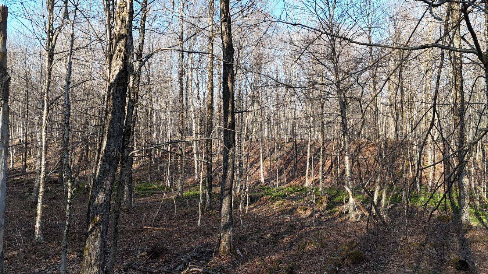 #25 photo, 00 Jackson Rd, Osceola , NY 13437