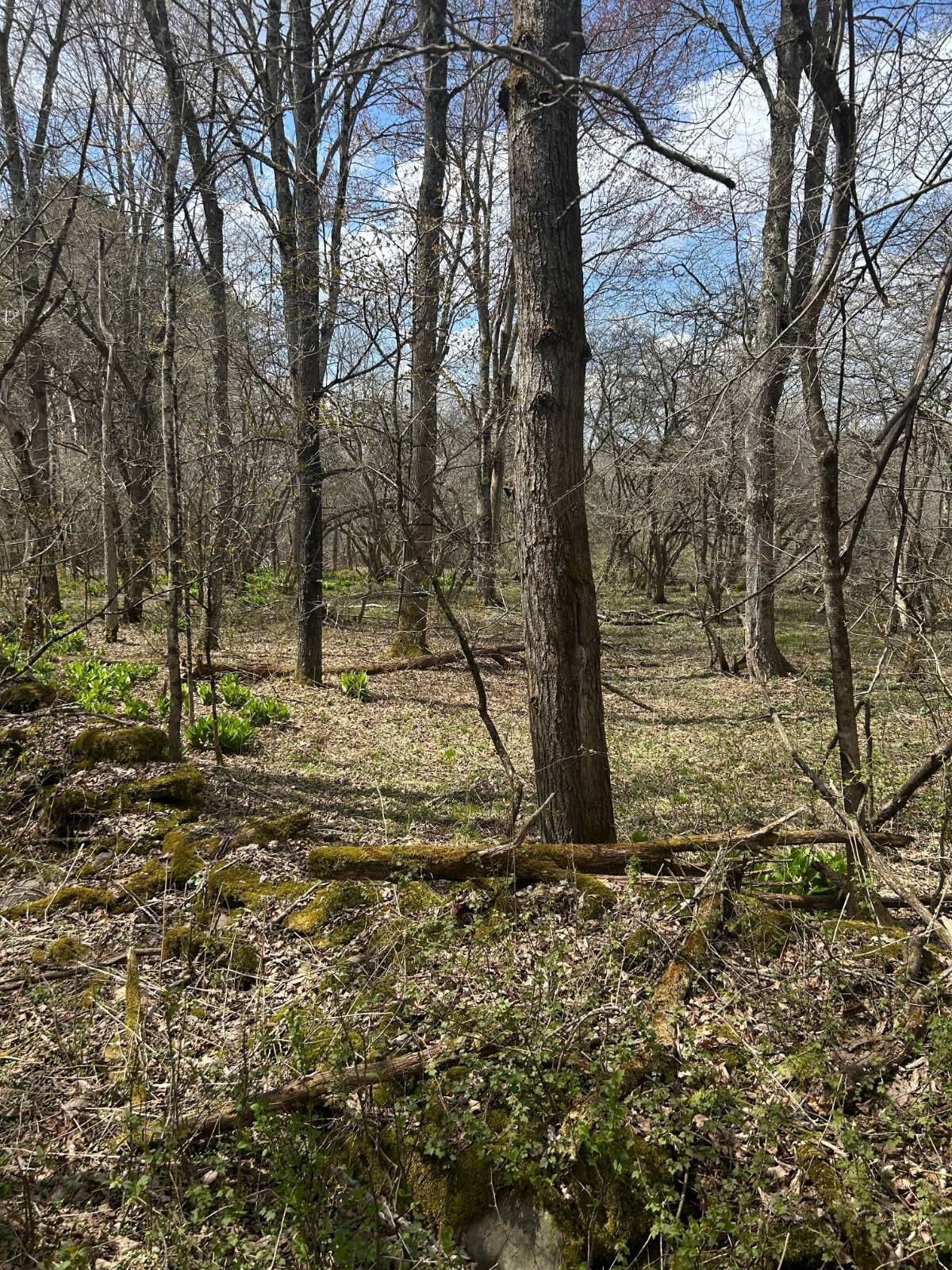 #10 photo, 0 Houghtaling Hollow Rd, Meredth , NY 13757