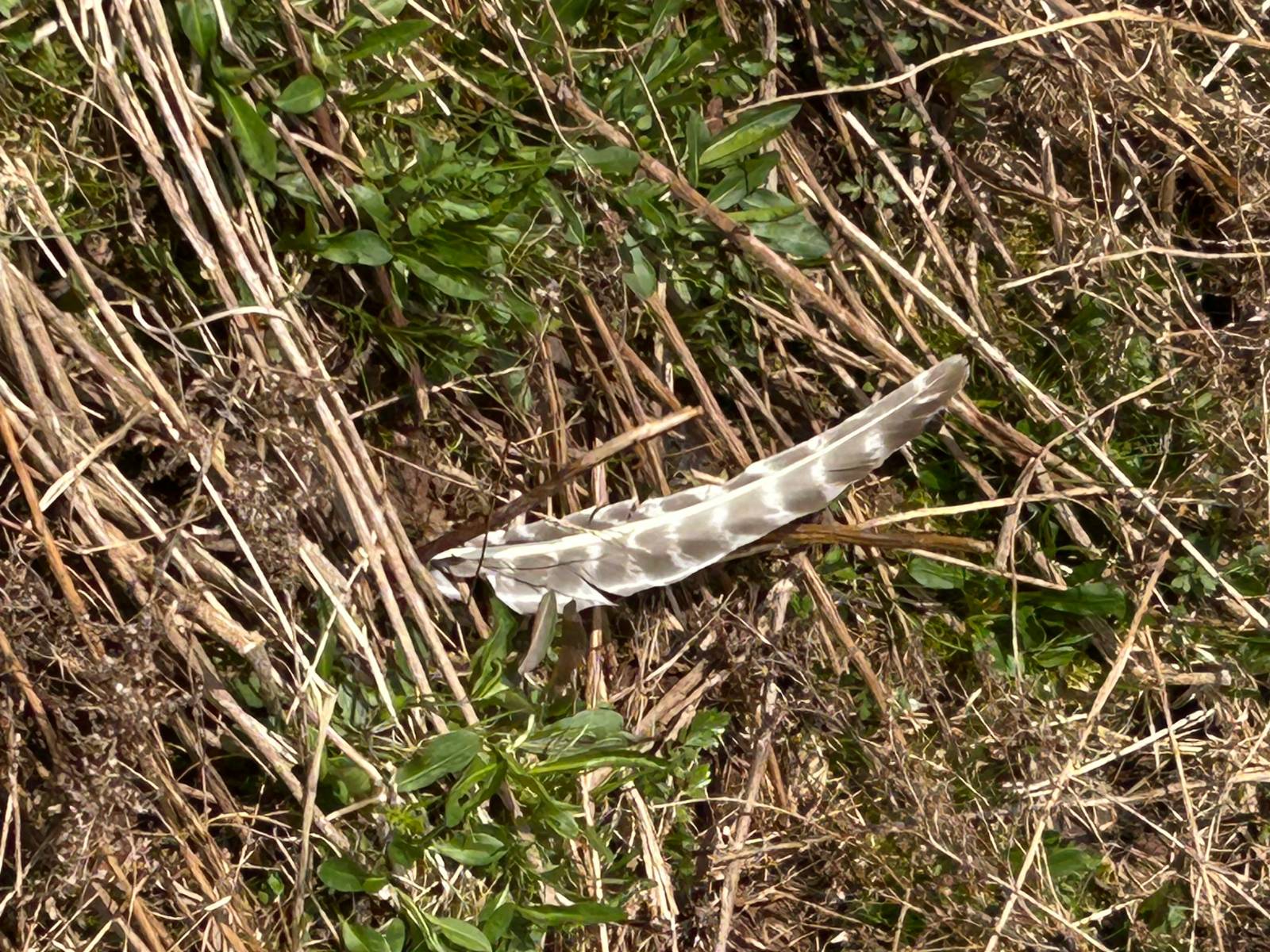 #17 photo, 0 Houghtaling Hollow Rd, Meredth , NY 13757