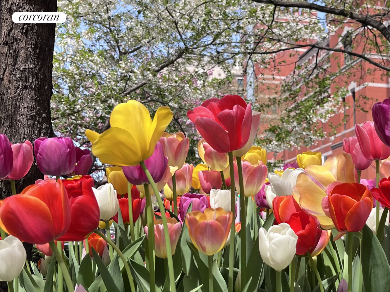 #11 photo, 655 PARK Avenue, マンハッタン Lenox Hill , NY 10065