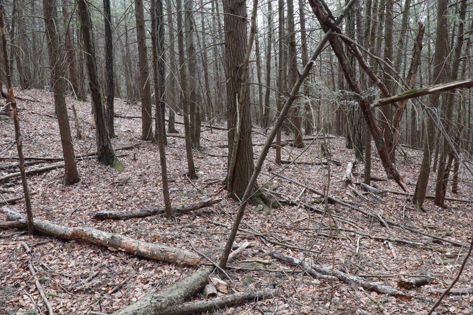 #10 photo, Tbd Terrace Drive, Lexington , NY 12468