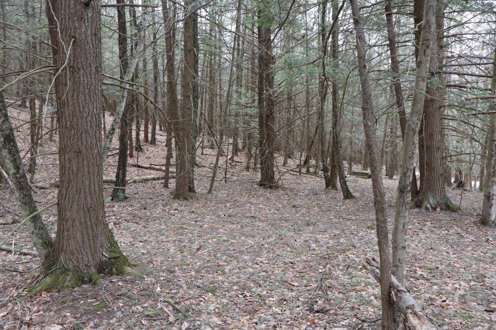 #11 photo, Tbd Terrace Drive, Lexington , NY 12468