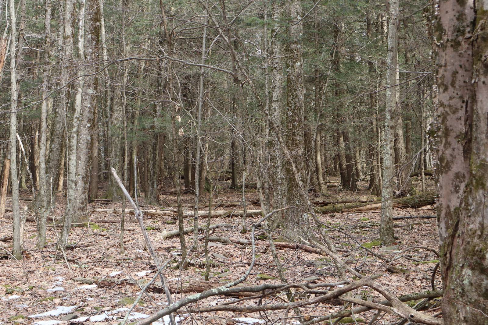 #13 photo, Tbd Terrace Drive, Lexington , NY 12468