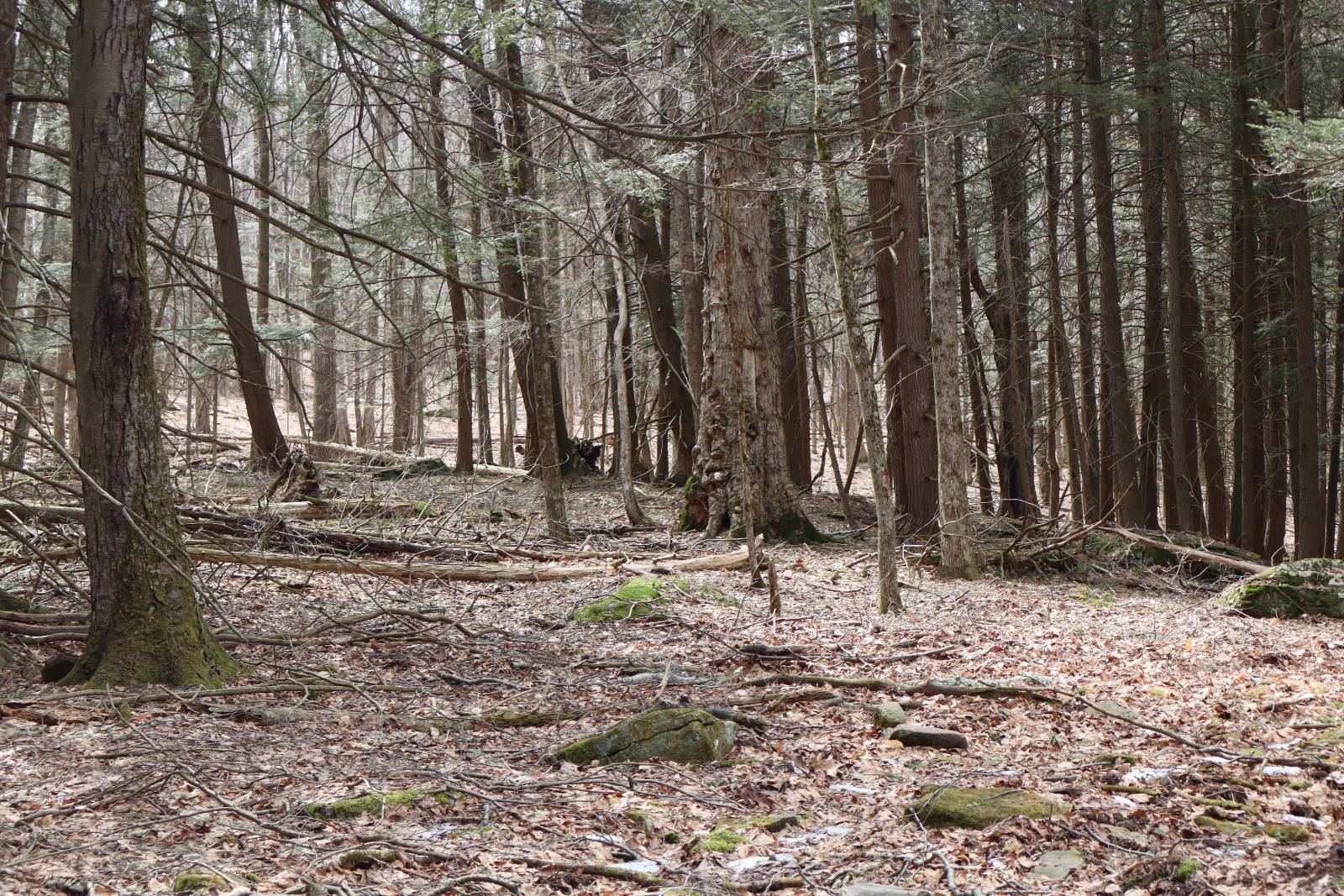 #14 photo, Tbd Terrace Drive, Lexington , NY 12468