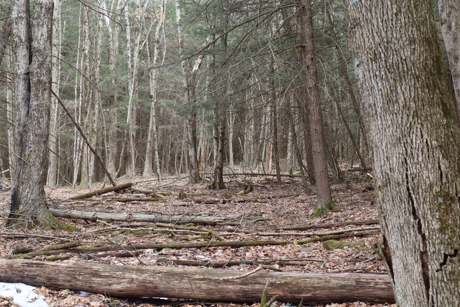 #15 photo, Tbd Terrace Drive, Lexington , NY 12468