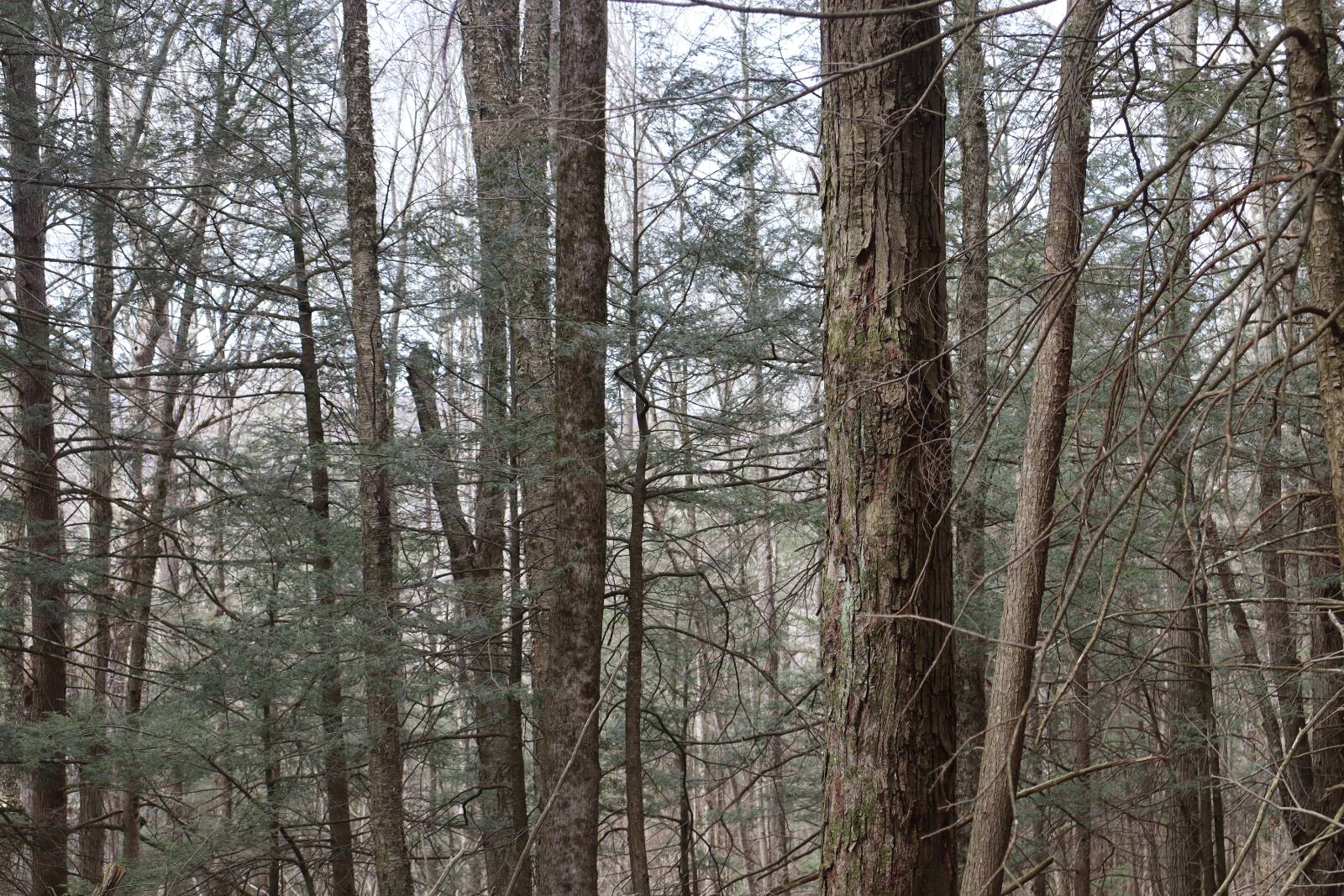 #16 photo, Tbd Terrace Drive, Lexington , NY 12468