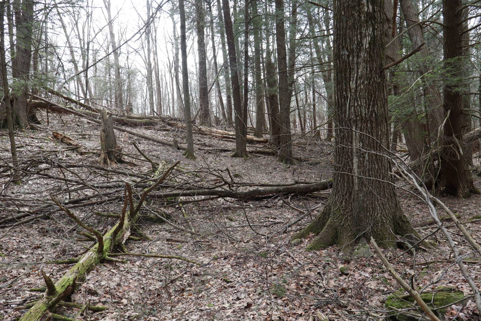 #17 photo, Tbd Terrace Drive, Lexington , NY 12468