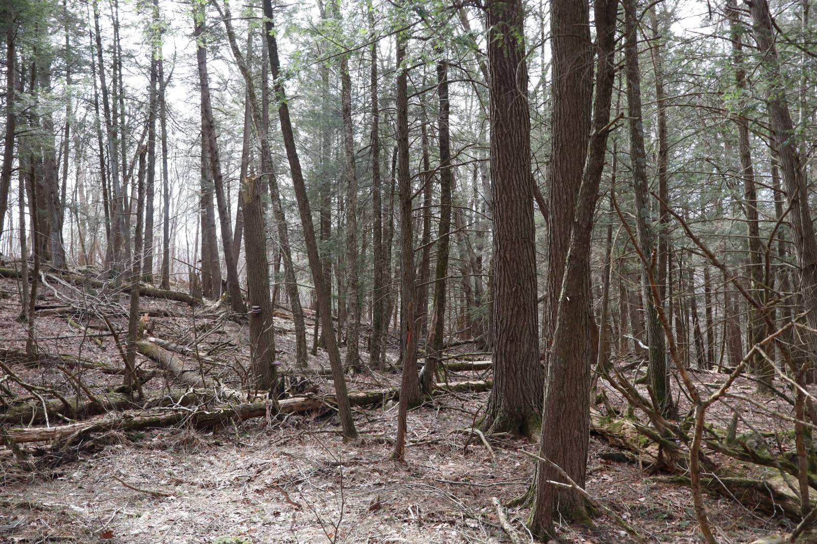 #18 photo, Tbd Terrace Drive, Lexington , NY 12468