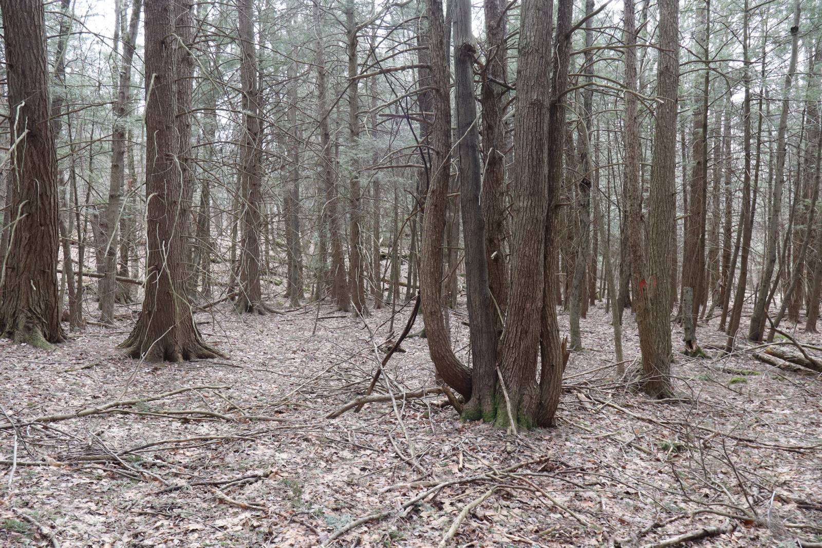 #20 photo, Tbd Terrace Drive, Lexington , NY 12468