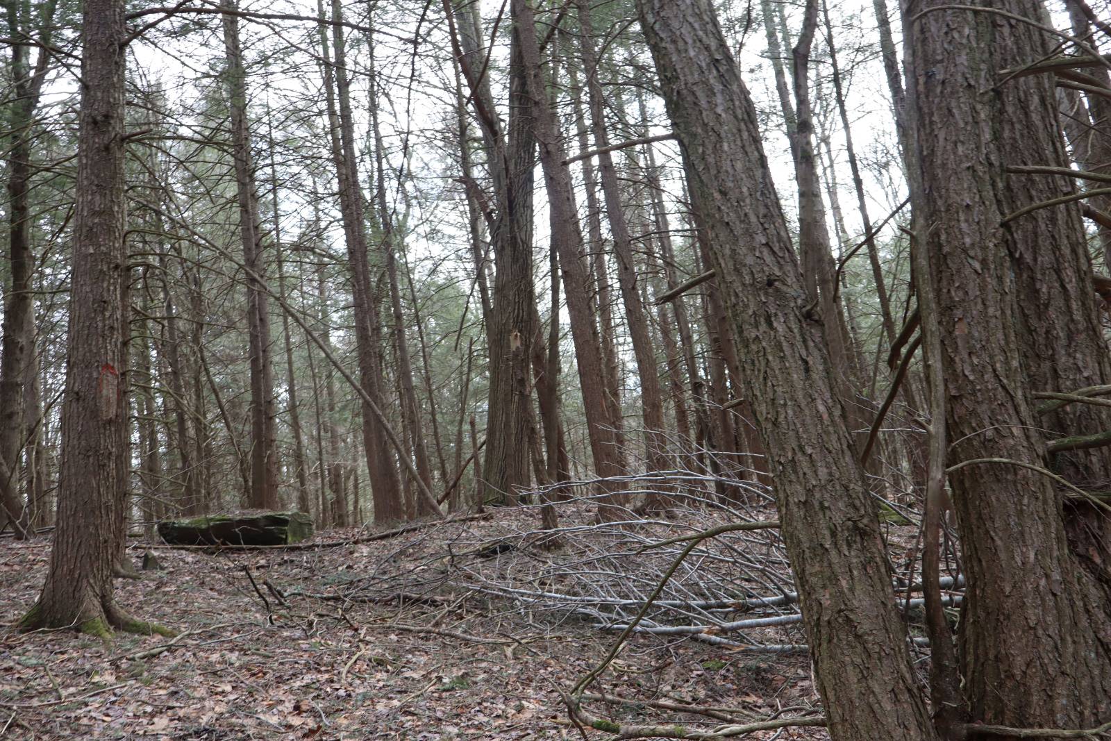 #21 photo, Tbd Terrace Drive, Lexington , NY 12468