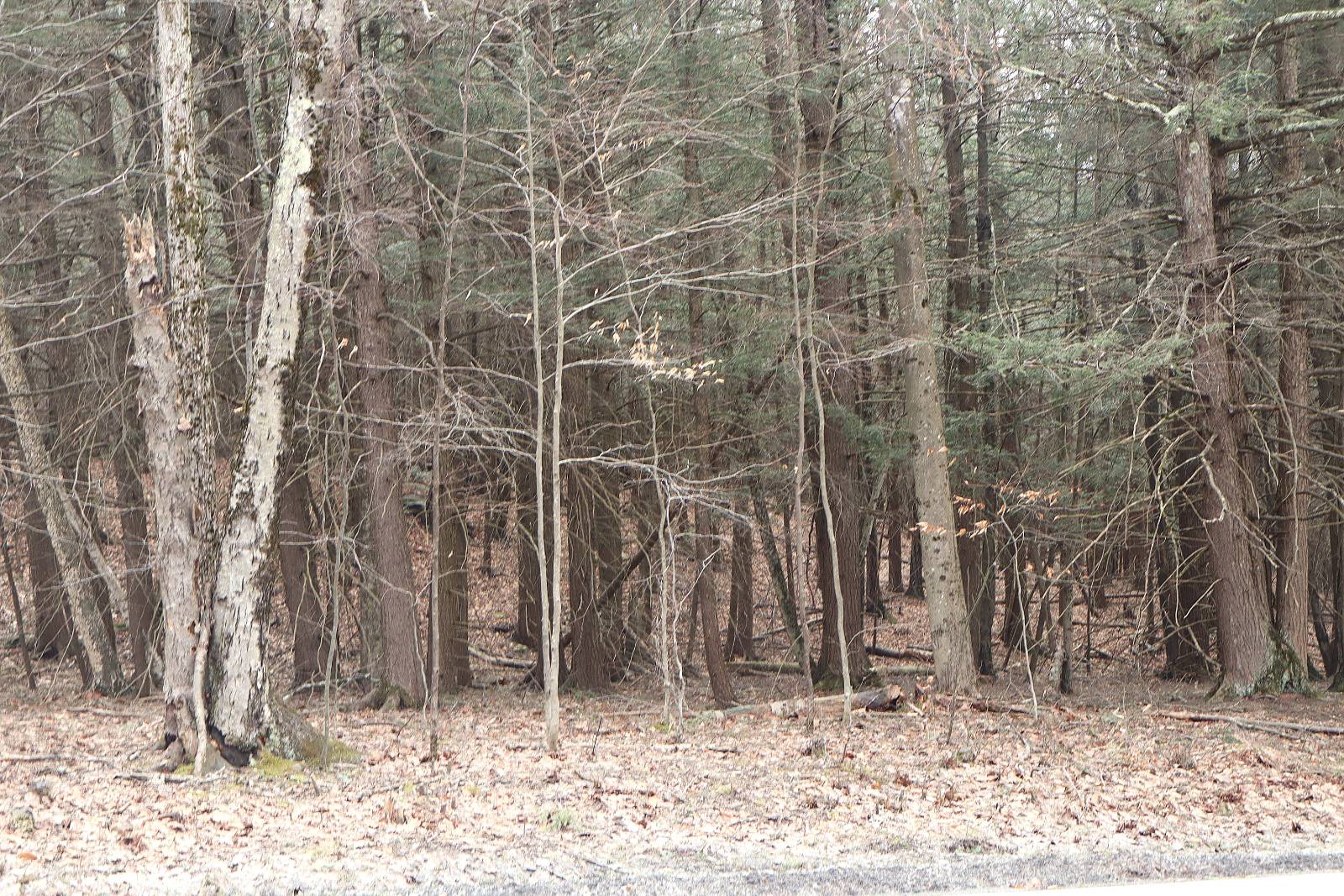 #32 photo, Tbd Terrace Drive, Lexington , NY 12468