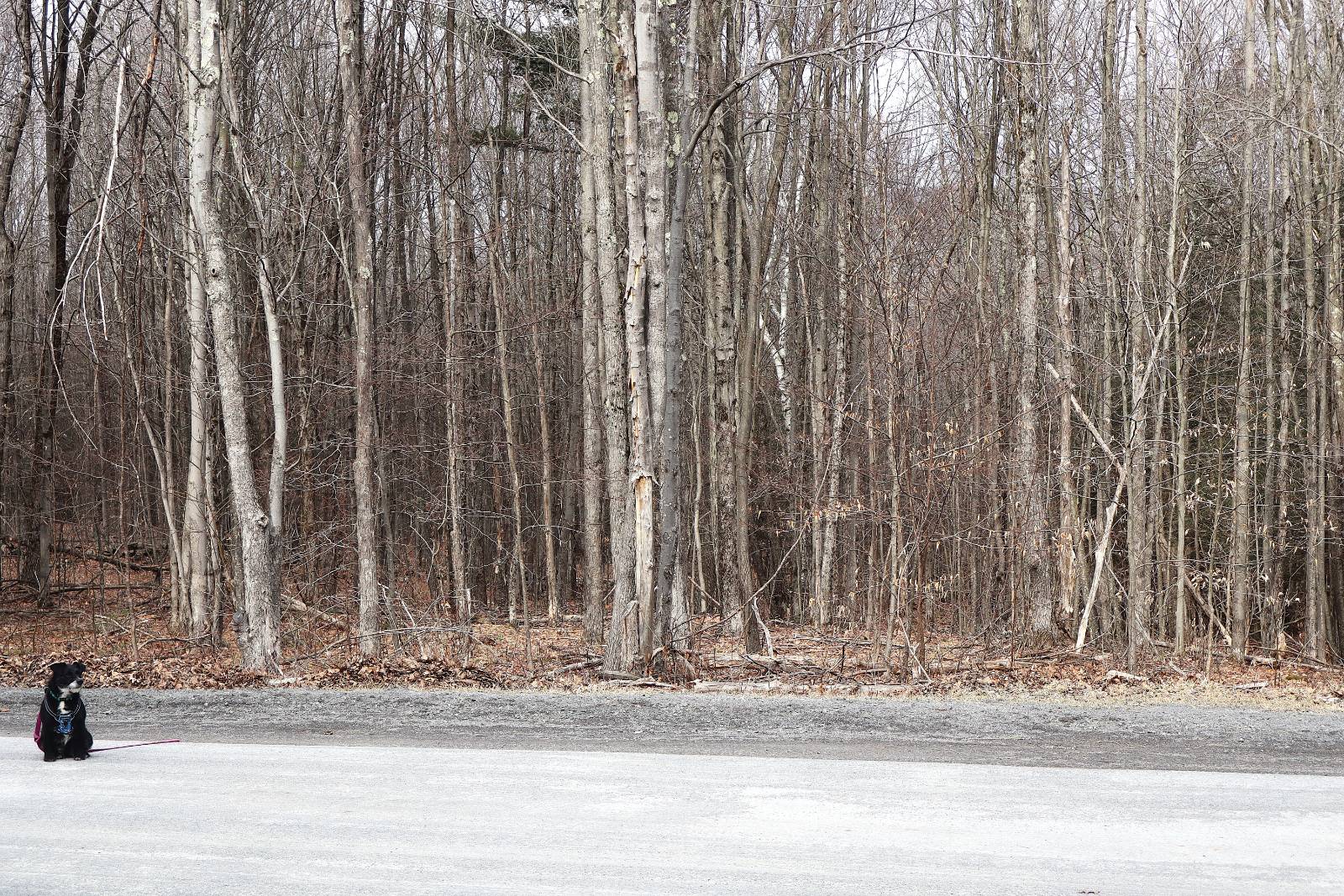 #33 photo, Tbd Terrace Drive, Lexington , NY 12468