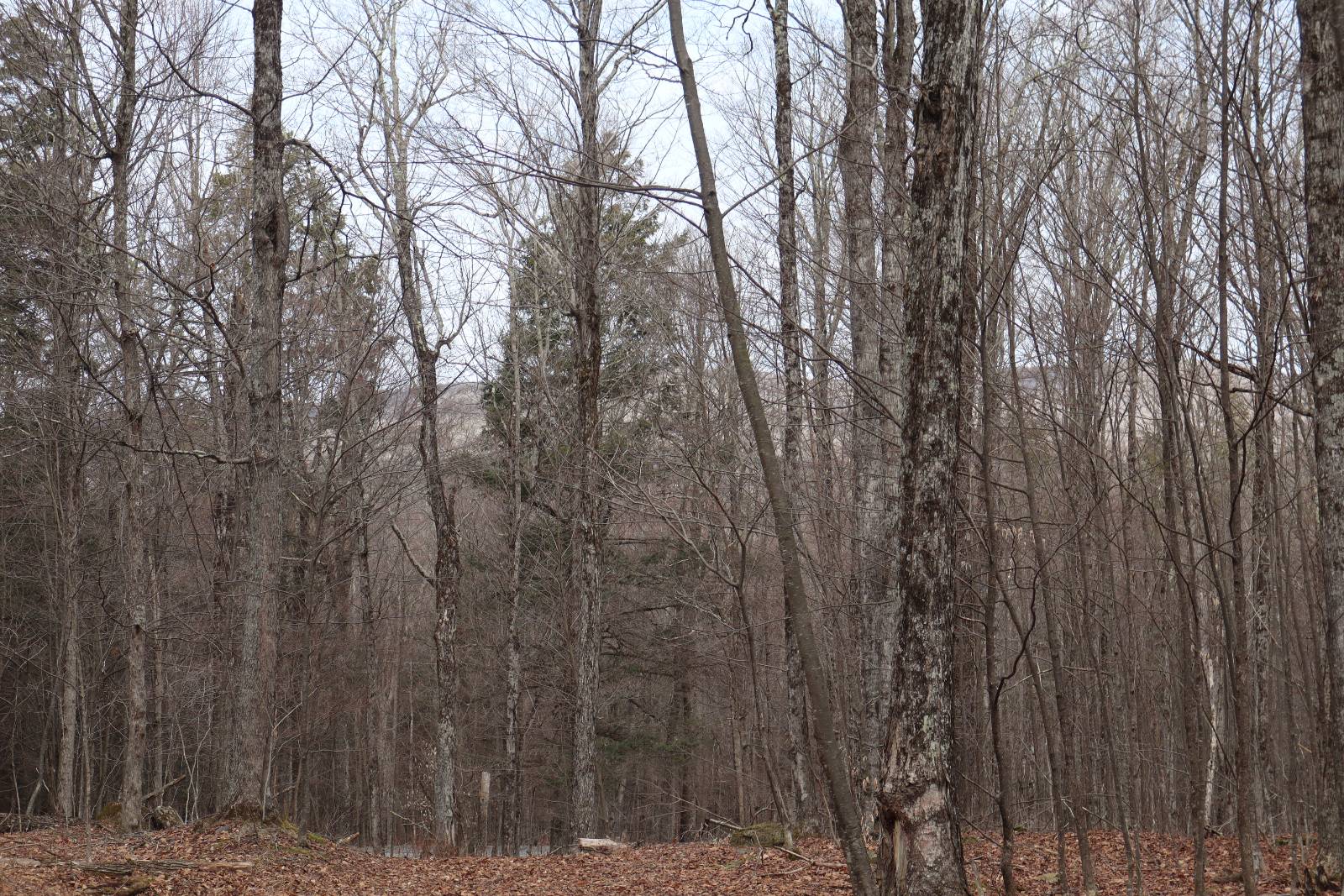 #34 photo, Tbd Terrace Drive, Lexington , NY 12468