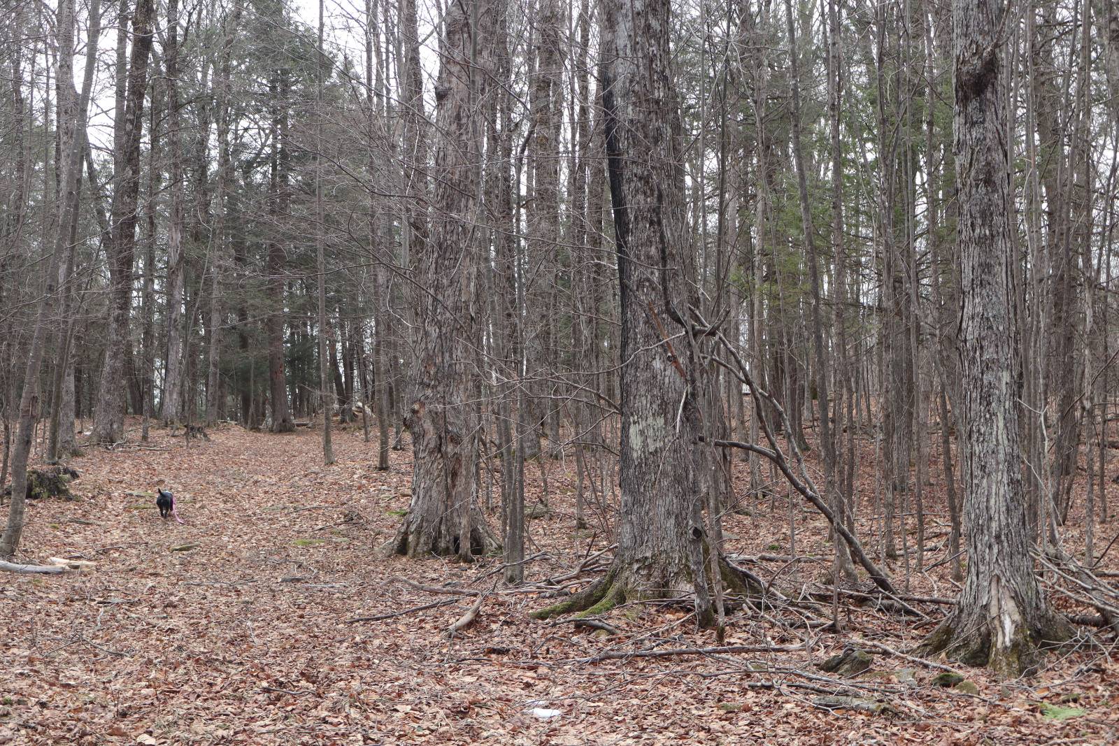 #35 photo, Tbd Terrace Drive, Lexington , NY 12468