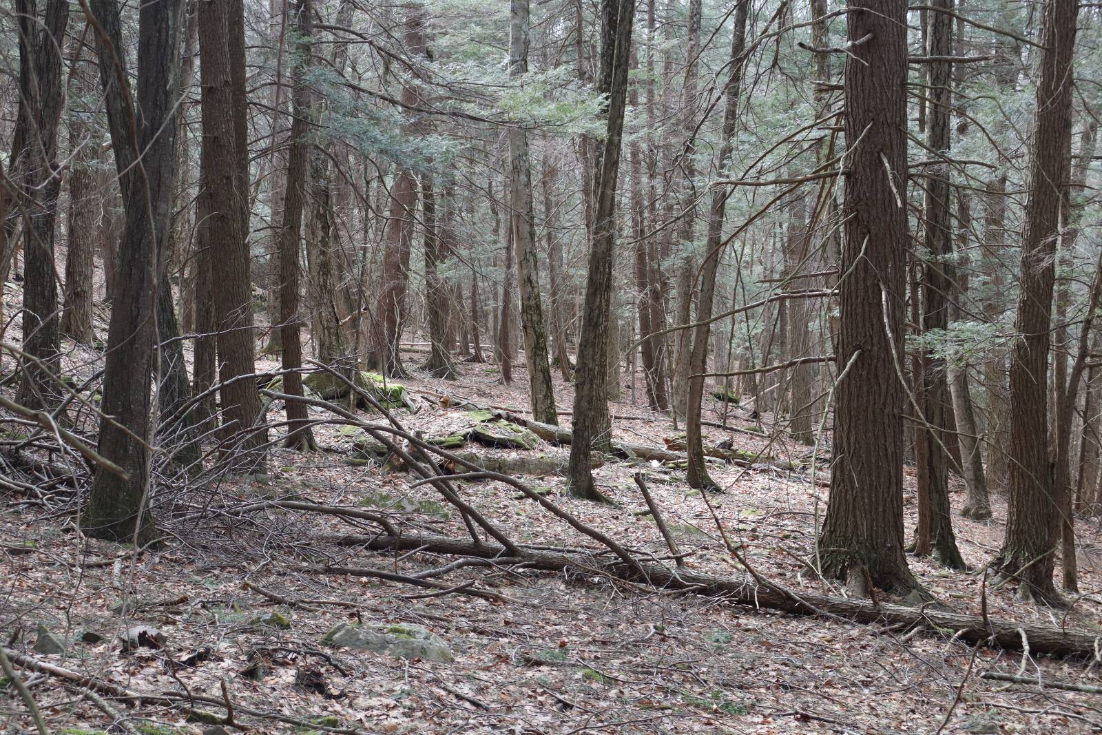 #5 photo, Tbd Terrace Drive, Lexington , NY 12468