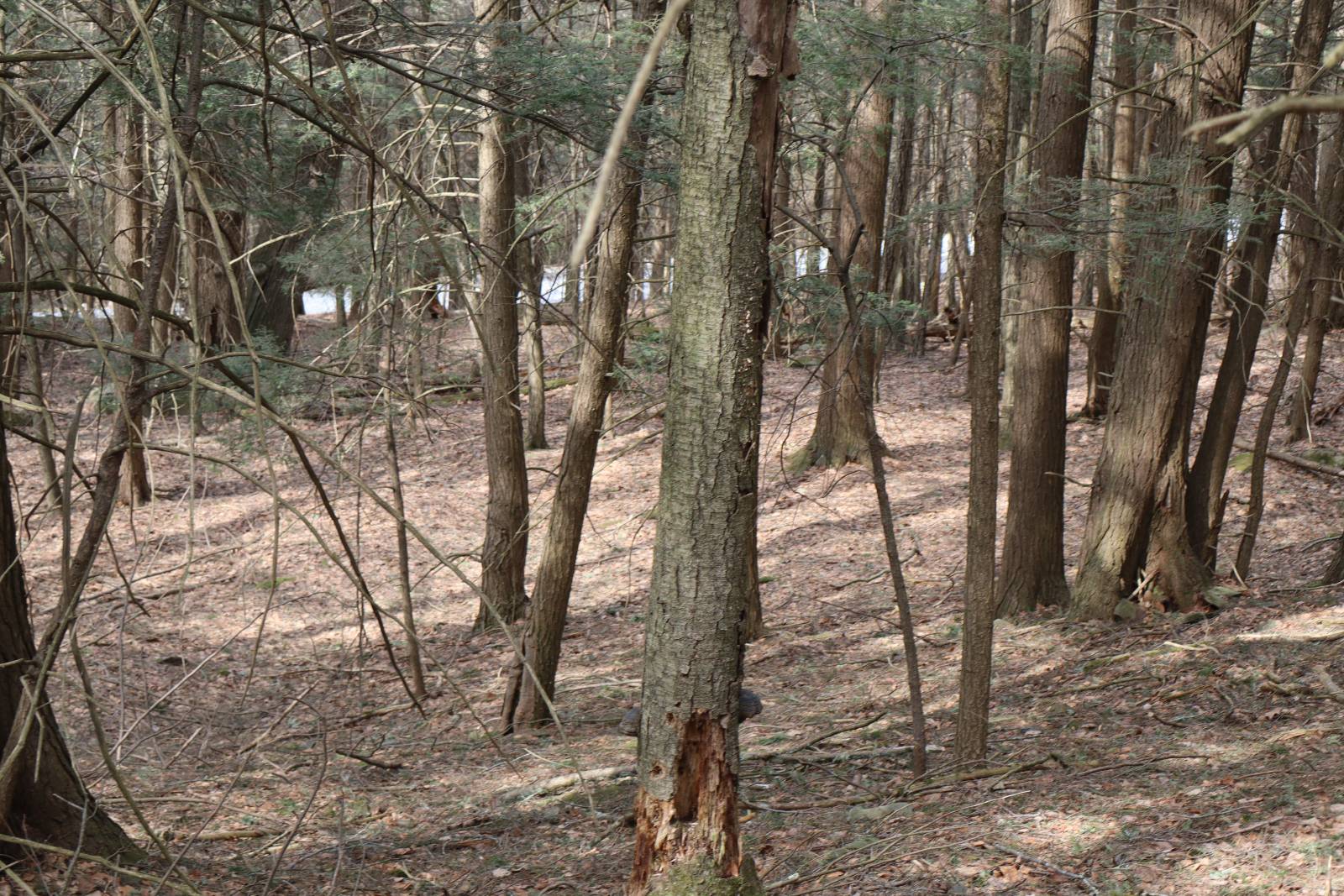 #6 photo, Tbd Terrace Drive, Lexington , NY 12468